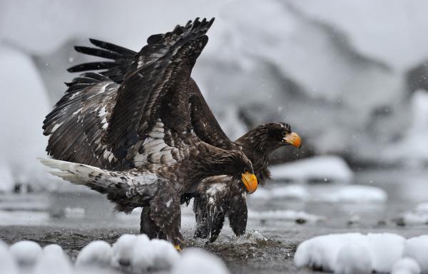 Nikolai Zinoviev_17600_384