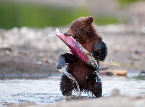 Nikolai Zinoviev_18600_442