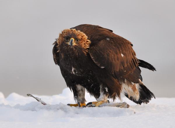 Nikolai Zinoviev_19600_442