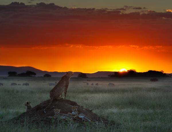 Nikolai Zinoviev_2600_459