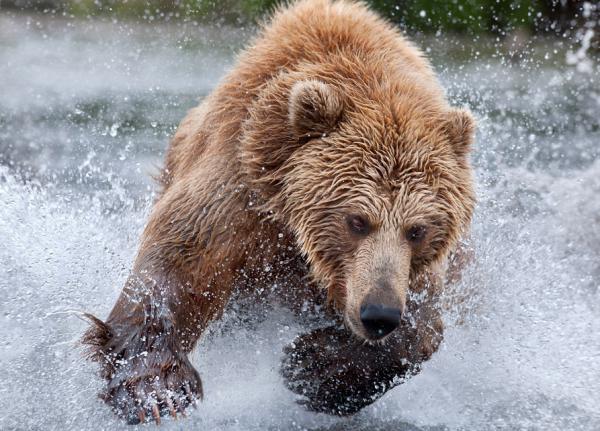 Nikolai Zinoviev_5600_431