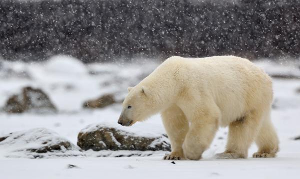 Nikolai Zinoviev_6600_359