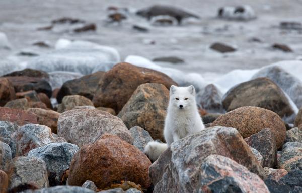 Nikolai Zinoviev_7600_383