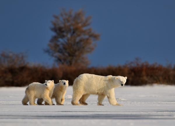 Nikolai Zinoviev_8600_433