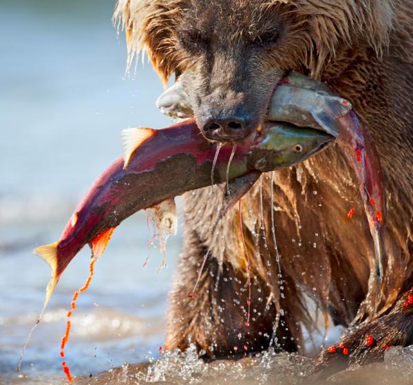 Nikolai Zinoviev_9600_560