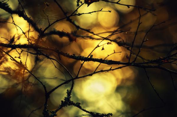 autumn magic600_398