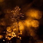 Bokeh Photography by Joni Niemelä