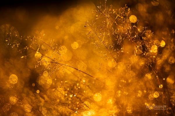 goldy600_397