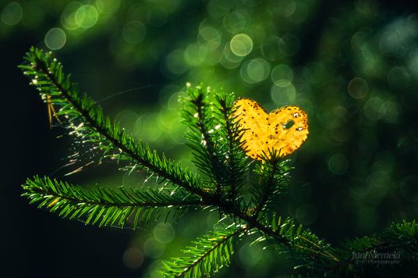 heart of the autumn600_400