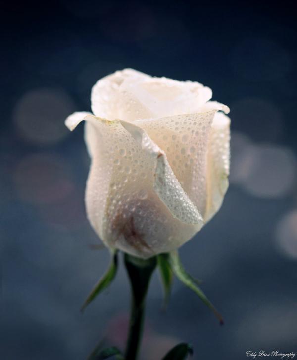 i_miss_you_by_edgard82-d4xh3t8_by_mylifethroughthelens600_729