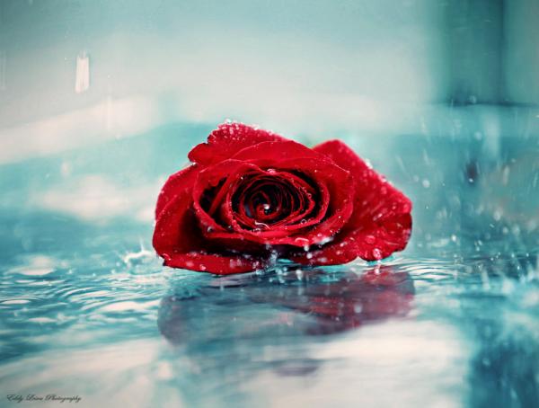 it_can__t_rain_all_the_time_ii_by_mylifethroughthelens600_454