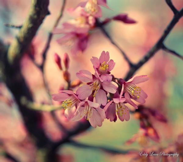 just_a_memory_of_spring_ii_by_mylifethroughthelens600_530