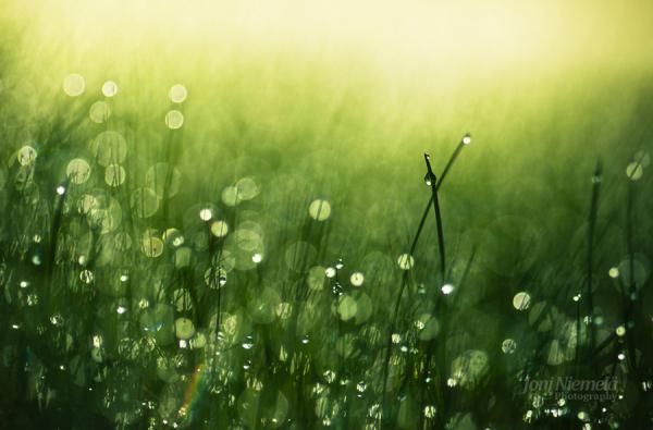 morning dew600_395