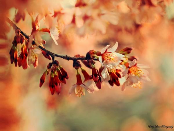 on_a_spring_afternoon_by_edgard82-d4z7j2n_by_mylifethroughthelens600_453