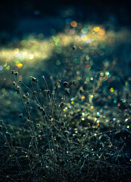 path to wonderland_542_750