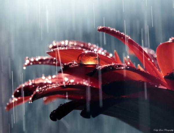 rain_on_me_by_edgard82-d4mvdl8_by_mylifethroughthelens600_460