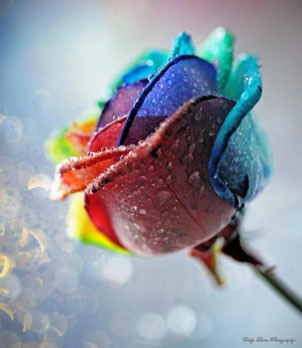 somewhere_over_the_rainbow_by_edgard82-d4k6cry_by_mylifethroughthelens600_690