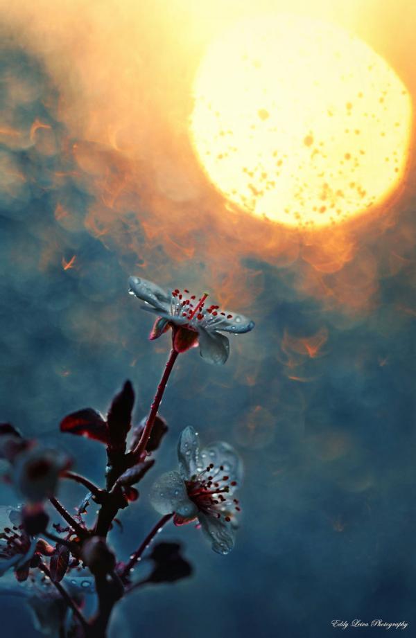 tears_of_the_sun_by_mylifethroughthelens600_921