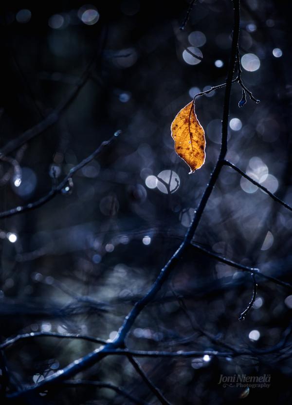 the last leaf600_832