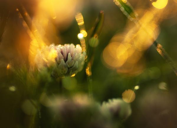 white clover600_436