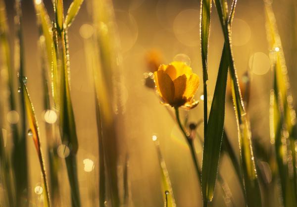 yellow morning600_418