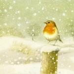 Lovely Bird Illustrations by Marjolein Bastin