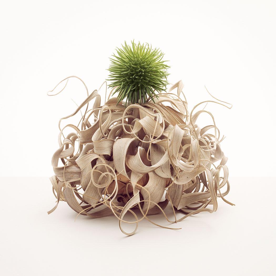 Bonavia Design Scent Of Flower By Fulvio Bonavia | Art and Design