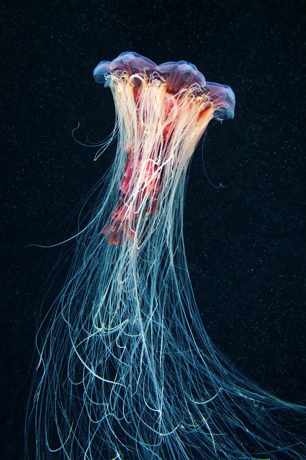 Jellyfish Madness by Alexander Semenov | Art and Design