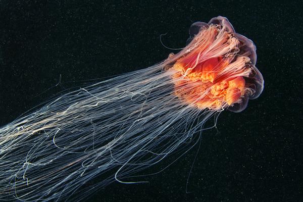 Jellyfish Madness by Alexander Semenov | Art and Design