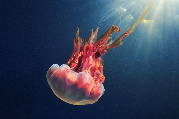 Alexander Semenov 16