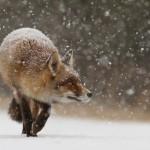 Fox in the Snow by Roeselien Raimond