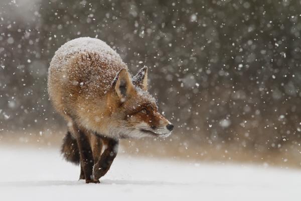 Roeselien Raimond_1600_400 Roeselien Raimond 1600 400