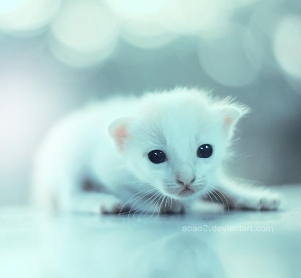 baby eyes ..._by_Essa Al Mazrooei600_555 baby eyes ... by Essa Al Mazrooei600 555