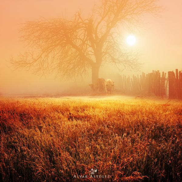 cattle in the fog_by_Alvar Astulez 600_600