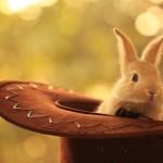 Cute Animals Photography by Essa Al Mazroee