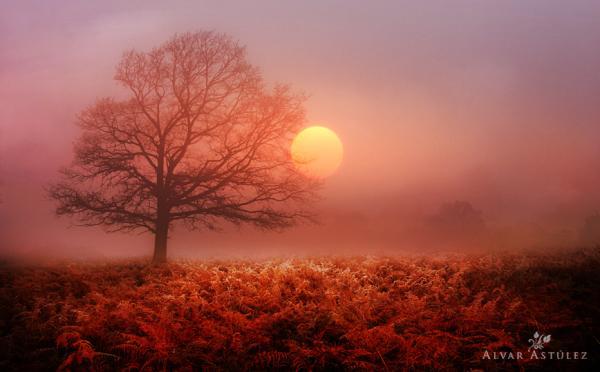 portrait of a tree_by_Alvar Astulez 600_372