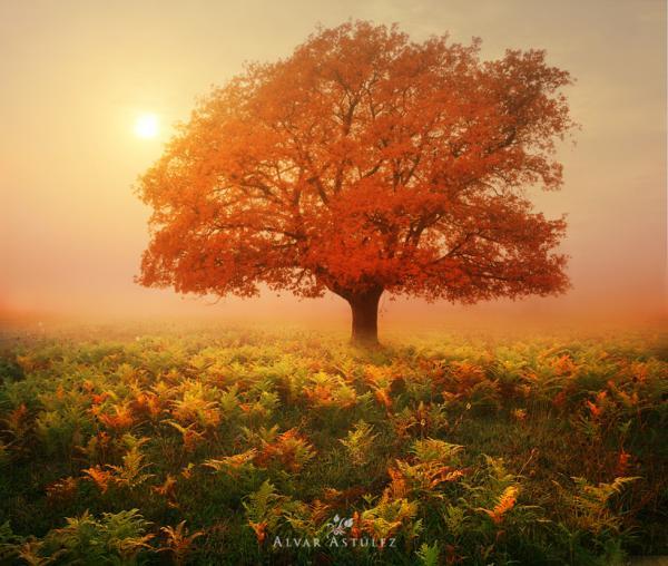 red oak_by_Alvar Astulez 600_508