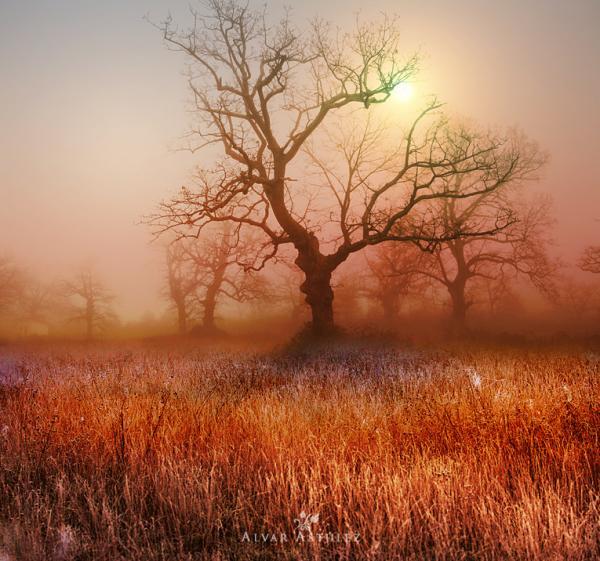 tentacles_by_Alvar Astulez 600_561