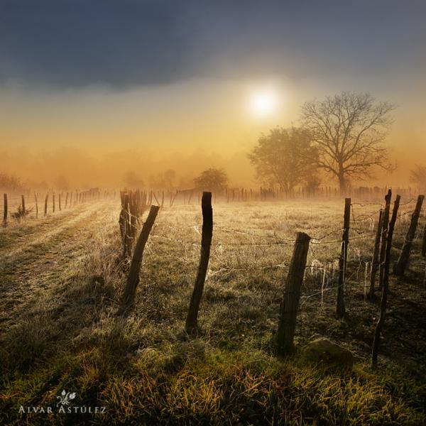 the fence_by_Alvar Astulez 600_600