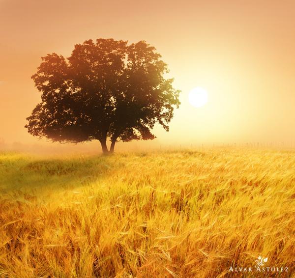 the field in summer_by_Alvar Astulez 600_566