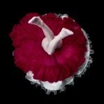 Crinoline Flowers by Daryl Banks