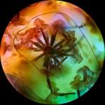 Digital Photography By Joana Garrido