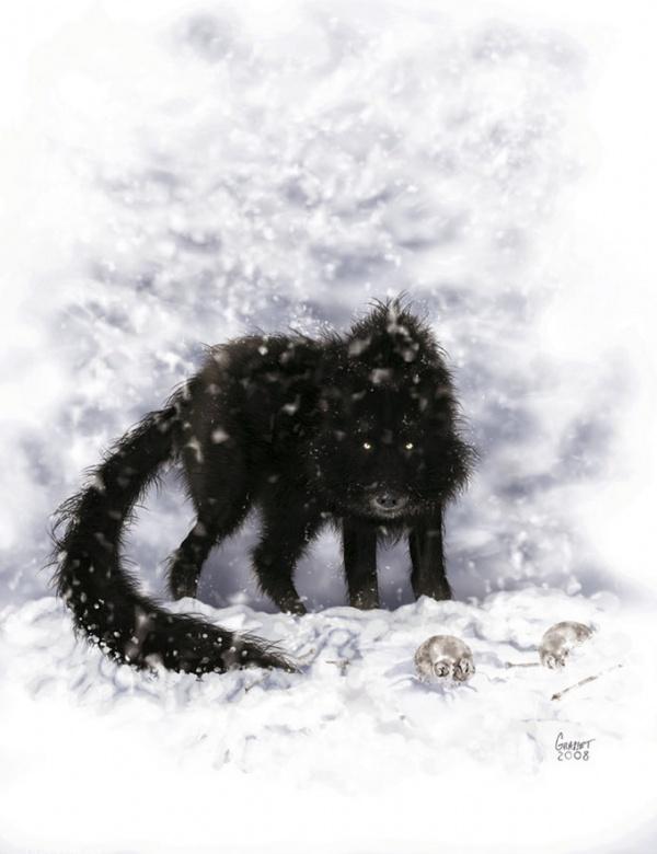 Черный зверь 1. Жеводанский зверь чёрный волк. Волк метель. Черный волк на снегу. Волк Снежная буря.