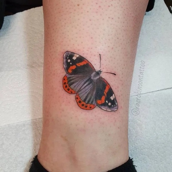 Red admiral butterfly