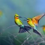 Beautiful Birds by Sompob Sasismit