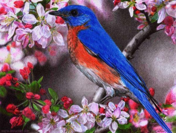 bluebird_of_happiness_by_eajna600_454