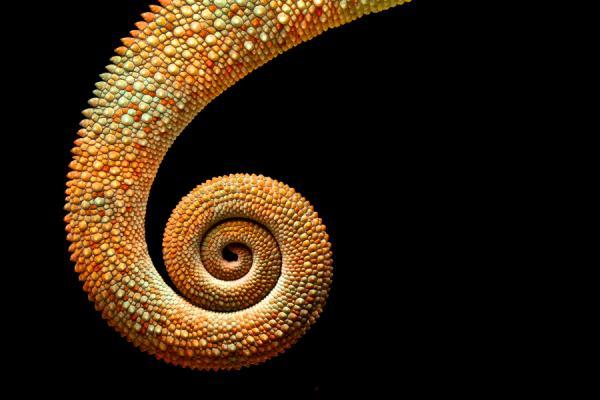 chameleon tail_by_ Mark Bridger600_400