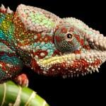 Animal Photography by Mark Bridger