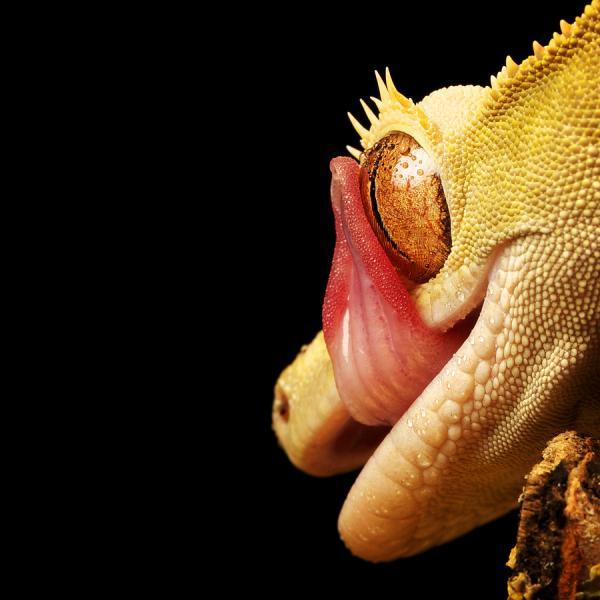 eye licker_by_ Mark Bridger600_600