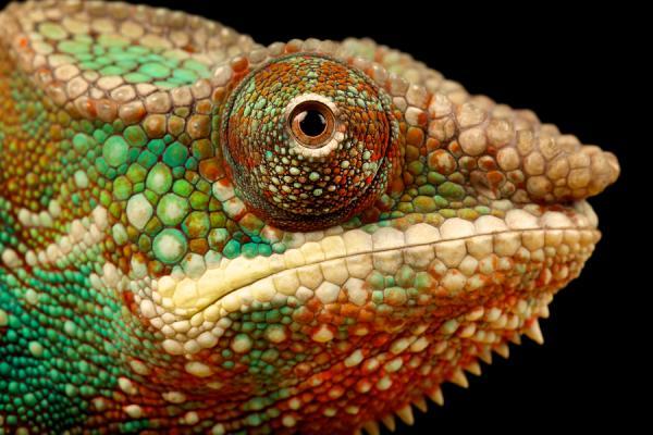 eye of a chameleon_by_ Mark Bridger600_400